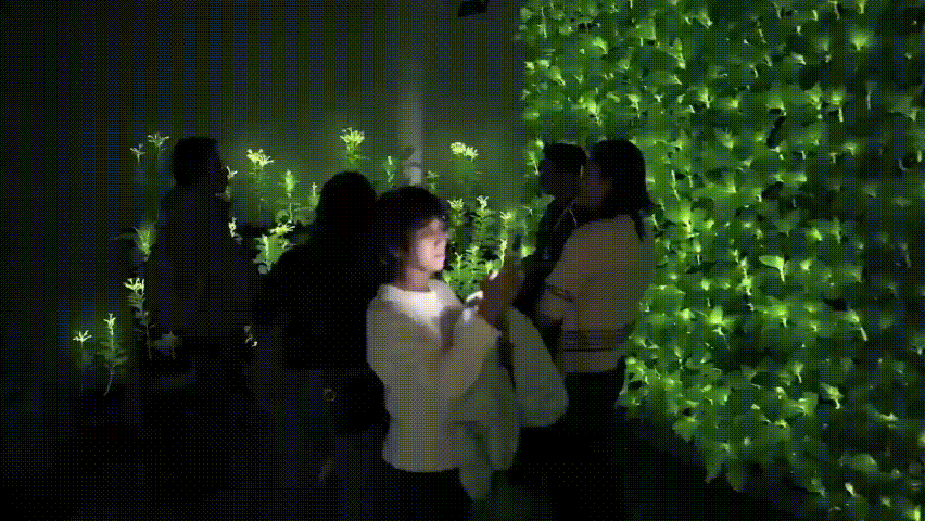 發光植物正在改寫夜花園行業格局